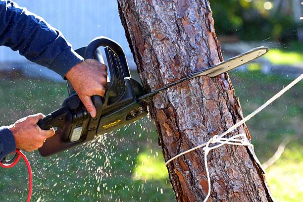 Professional Tree Services in Smith Center, KS